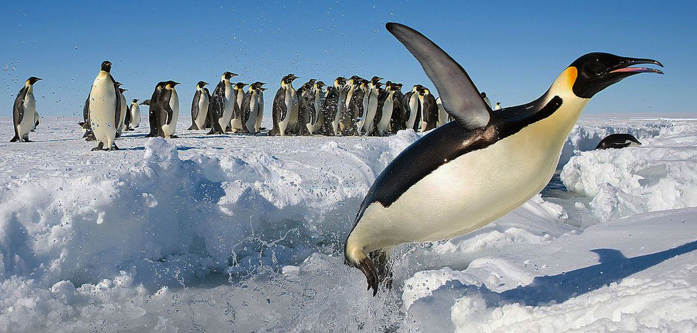 Pingüinera en Antártida