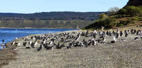 Trekking Pingüinera por tierra