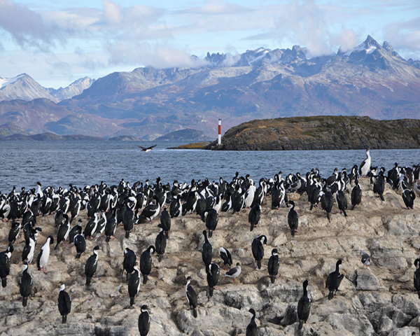 PINGÜINERA