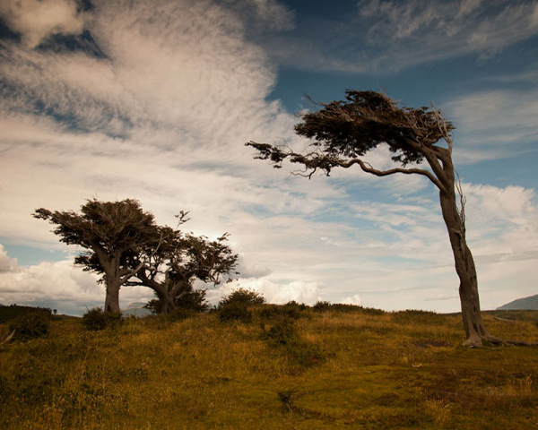 ARBOL BANDERA