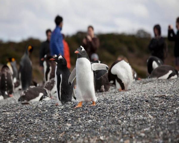PINGÜINERA